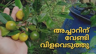 ബുഷ് ഓറഞ്ച് വിളവെടുപ്പ്.... bush orange malayalam