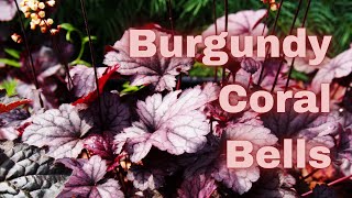 Burgundy Coral Bells | Heuchera Family