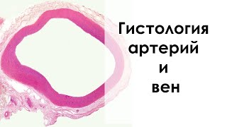 Артерии и вены - гистология кратко