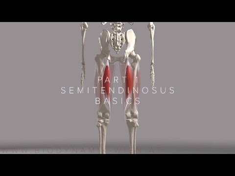 How do hamstrings move the body?