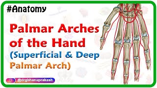 Palmar Arches of the Hand Animation : Superficial and Deep Palmar Arch | USMLE Review