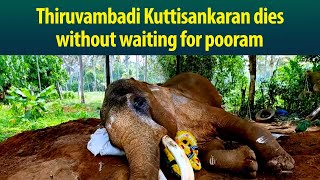 Thiruvambadi’s favourite Kuttisankaran will no longer grace Thrissur pooram