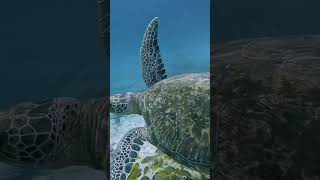 GIANT SEA TURTLES • AMAZING CORAL REEF FISH • 12 HOURS of THE BEST RELAX MUSIC#nature