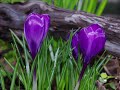 花が開く様子・閉じる様子（タイムラプス風）flowering time lapse