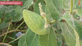 ताबीज कैसे बनाएं | तावीज बनाने की विधि | तांत्रिक ताबी | ताबीज बनाने का तरीका | हनुमान रक्षा तावीज