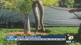 Giant rattlesnake discovered in Alpine backyard