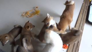 5月16日柴犬子犬部屋