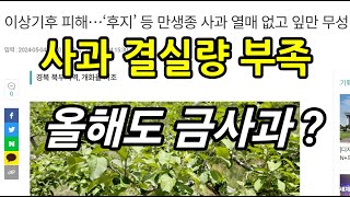 사과 결실량 절대 부족 I 올해도 금사과가 될 가능성이 높다!