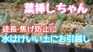 【葉挿し】多肉の徒長・焦げ防止の土へ植え替え作業！