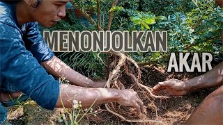 Belajar Bonsai Kaliandra Sulimaraja Plintir Akar di Lahan Budidaya