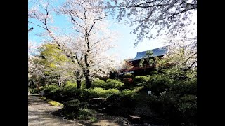 【4K散歩動画】Cherry-blossom viewing Ueno Park 上野恩賜公園　お花見散歩　YI4＋で撮影４K60p