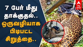 Leopard Captured in Tiruppur | 7 பேர் மீது தாக்குதல்.. ஒருவழியாக பிடிபட்ட சிறுத்தை | Leopard Attack