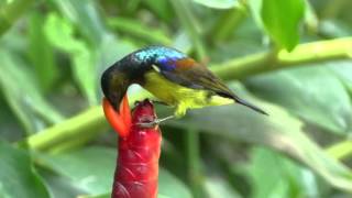 นกกินปลีคอสีน้ำตาล   brown throated sunbird