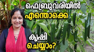 ഫെബ്രുവരിയിൽ എന്തൊക്കെ കൃഷി ചെയ്യാം | What to plant in FebruaryFebkrishi