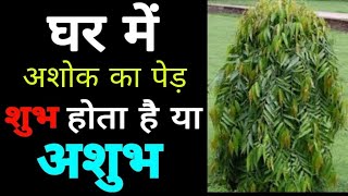 अशोक का पेड़ घर में लगाना शुभ या अशुभ? Know Planting Ashoke Tree is good or not?