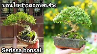 บอนไซข้าวตอกพระร่วง / วิธีดูแล /  Serissa bonsai