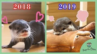 【衝撃】可愛かったカワウソのビンゴが・・現在と過去(ぬいぐるみ編)[Past and Present] Otter Bingo reaction on stuffed toy