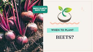 🍀🌸🌿 When to Plant Beets? Master the Perfect Time with this Guide