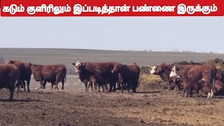 கடும் குளிரிலும் இப்படித்தான் பண்ணை இருக்கும் .in Alberta, Calgary.