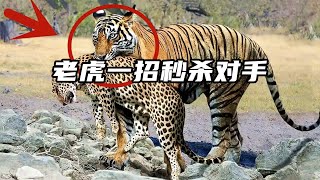 老虎一招秒殺對手！ 頂級掠食者之間的生死搏鬥！#nature #wildlife #animal #wildanimals #animals #猛獸世界  #動物