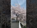 ウェザーリポート動画0402「桜吹雪3」@鳥取市　13時35分頃