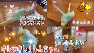 2022.1.31 キレッキレ！しんちゃん　【セキセイインコしんちゃんときょきょの暮らし】