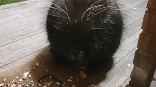 Chestnut the Porcupine has Mange