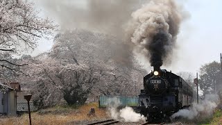 [4K]桜と蒸機 真岡鐵道 久下田 C12 66 2021.03.27