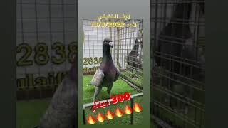 مزاد #لايف_الخليفي لحمام الزينة على انستقرام