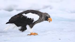 ♪鳥くん野鳥動画（北海道）オオワシ採食ニシン20190221JO6A9787