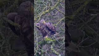 Das mächtige Adlerweibchen hebt ab - kurz #eagles #wildlife #nature