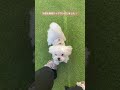 お庭を簡易ドッグランにしたよ🐾 マルチーズ いぬのいる生活 maltese