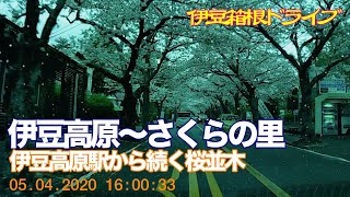 【伊豆・箱根ドライブ】伊豆高原の桜並木〜さくらの里