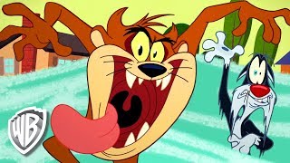 Looney Tunes em Português | Brasil | Tazmanian Meltdown ft. Tasmânia | WB Kids