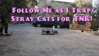 Trapping Stray Cats for Trap Neuter Return (TNR)