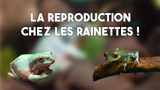 LA REPRODUCTION DES RAINETTES ! - Différence mâle/femelle, le chant, etc