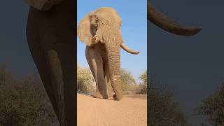 हाथी का पांचवा पeर मिल गया #h
