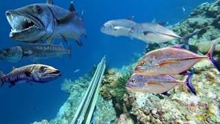 DUA HARI MENEMBAK IKAN DI MUSIM GELOMBANG BESAR