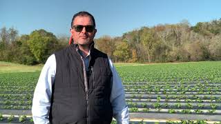 Tissue Sampling in Strawberries