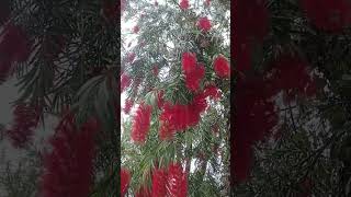 Melaleuca Viminalis//weeping bottlebrush #plant #flowers #shorts