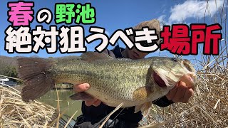 【バス釣り】春の野池で釣れる場所はここです/フリーリグ【岡山/ため池】