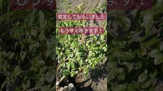 交野市 バラ 剪定 お花がいっぱいの霊園#shorts