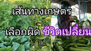 ทำเกษตรให้รวย ต้องเลือกเส้นทางที่เหมาะกับเรา