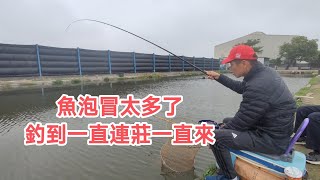 【福壽魚之章】權老闆說：「魚泡若太多，吃餌就囉嗦」，都這樣還能釣到一直連莊一直來😆