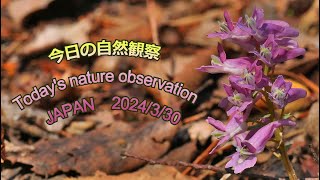 今日の自然観察　Today's nature observation　JAPAN  2024/3/30