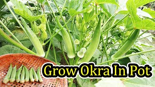 Complete Guide To Growing Natural Okra (Lady Finger) in Pot From Seed Till Harvest