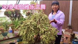 30年的多肉盆景雅乐之舞，像一颗古老沧桑的大树，5000元价格贵吗