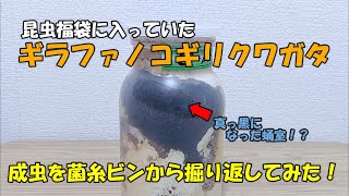 昆虫福袋に入っていたギラファノコギリクワガタの成虫が羽化したので菌糸ビンから取り出してみた！！【カブトムシ・クワガタ】