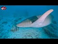 maldives 2025 safari diving sulla adventure 2 day 5