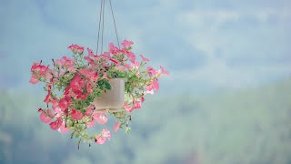 Beautiful Flowers ~ Planet Earth Amazing Nature Scenery & The Best Relax Music •